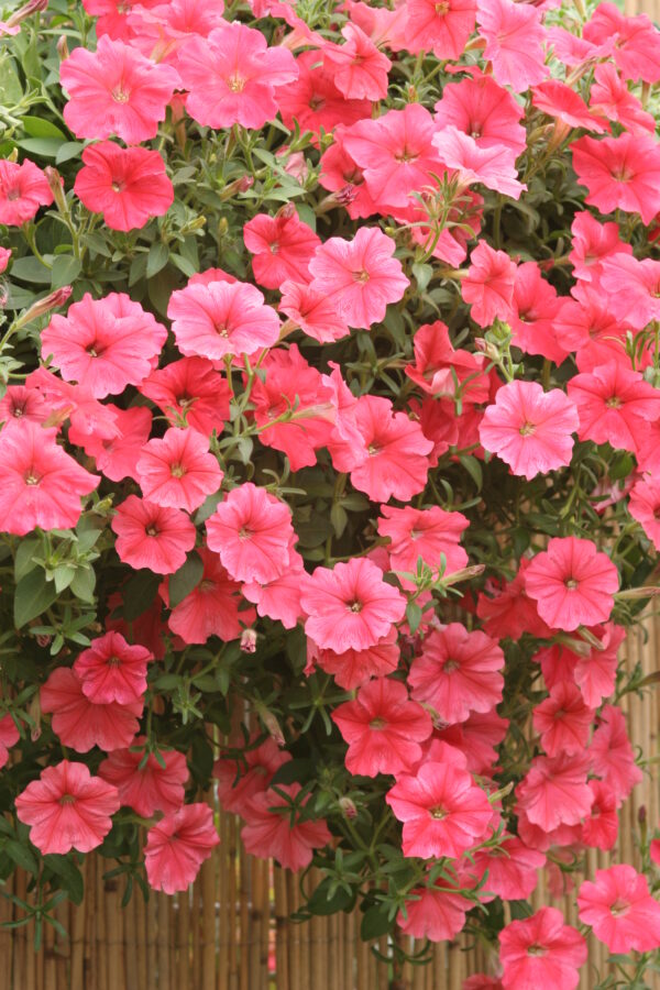 Trailing Petunia Velvet F1 Salmon Shades Pellets