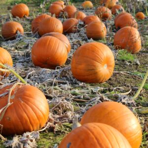 Pumpkin Wicked F1