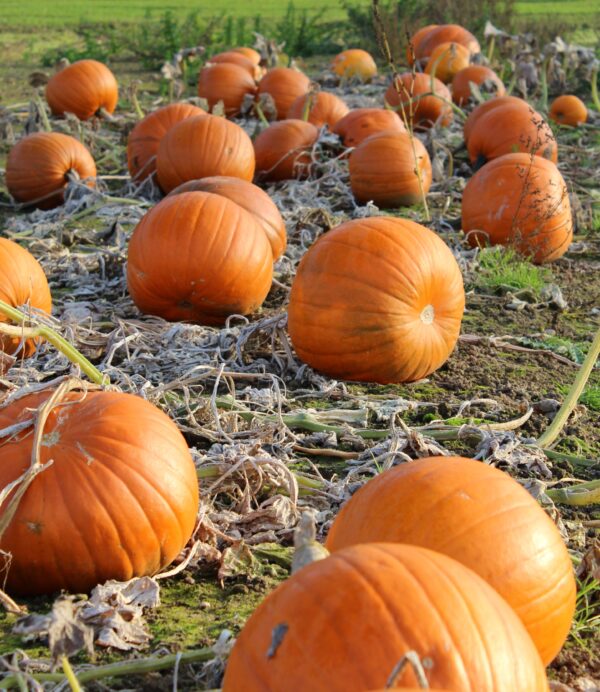 Pumpkin Wicked F1