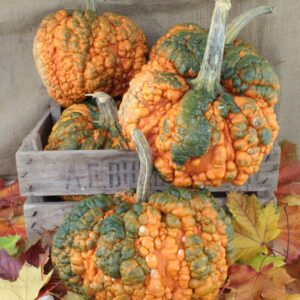 Pumpkin Zombie F1 