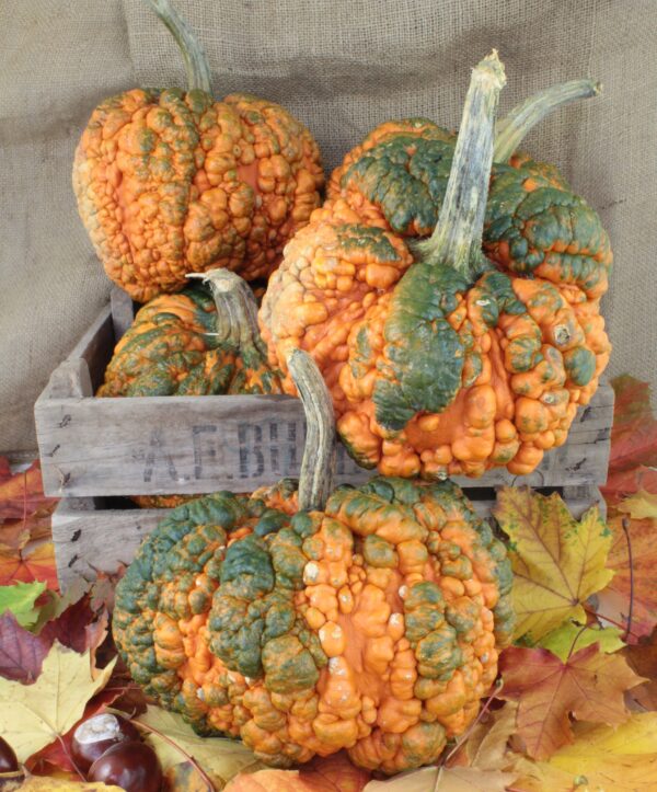 Pumpkin Zombie F1 