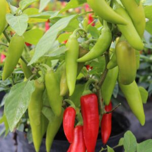Dwarf Pepper Hot Sizzler