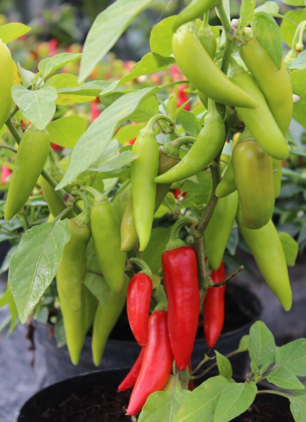 Dwarf Pepper Hot Sizzler