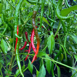 Pepper Hot Vindaloo
