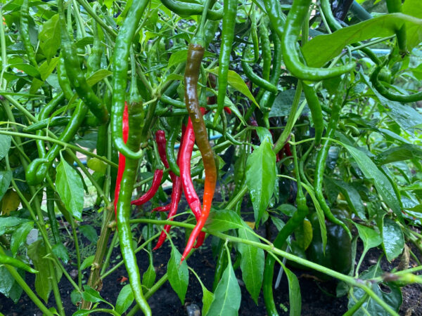 Pepper Hot Vindaloo