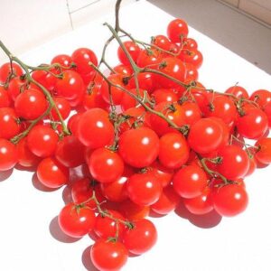 Tomato Riesentraube Cherry