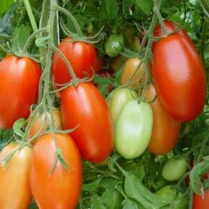 Tomato Rio Grande