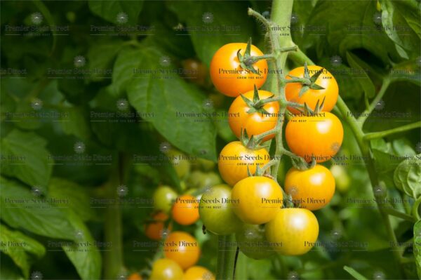 Tomato Ola Polka - Image 2