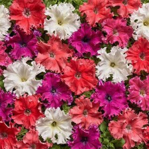 Petunia Fimbriata - Aphrodite F1 Mixed