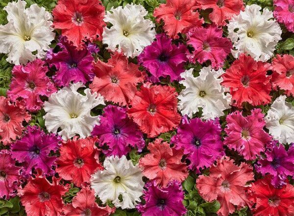 Petunia Fimbriata - Aphrodite F1 Mixed