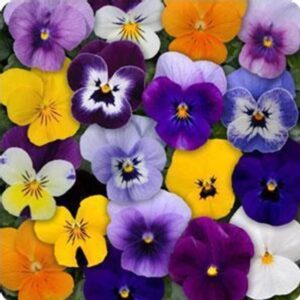 Viola Sorbet F1
