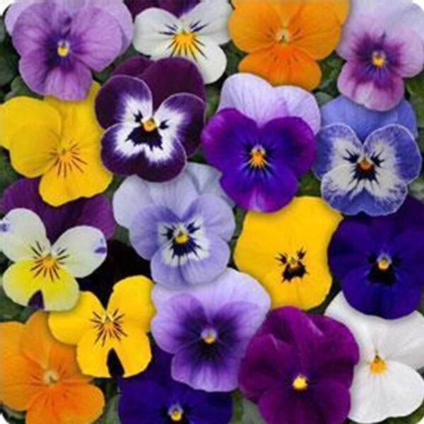 Viola Sorbet F1