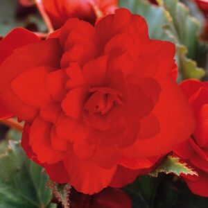Begonia Tuberous - Illumination - Scarlet F1 Pellets