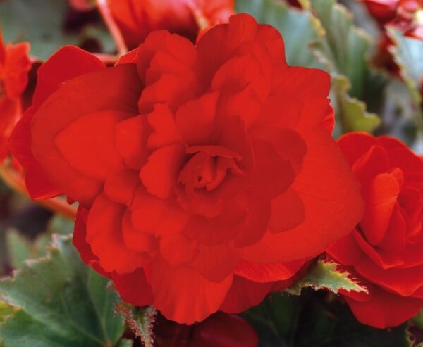 Begonia Tuberous - Illumination - Scarlet F1 Pellets
