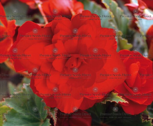 Begonia Tuberous - Illumination - Scarlet F1 Pellets - Image 2