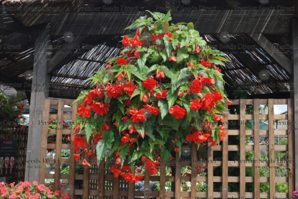 Begonia Tuberous - Illumination - Scarlet F1 Pellets - Image 4