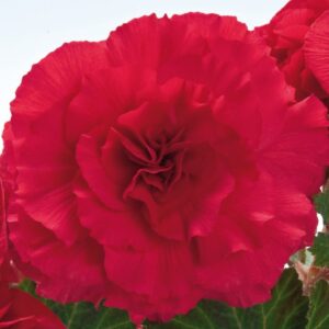 Begonia Tuberous - Non Stop F1- Deep Rose Pellets