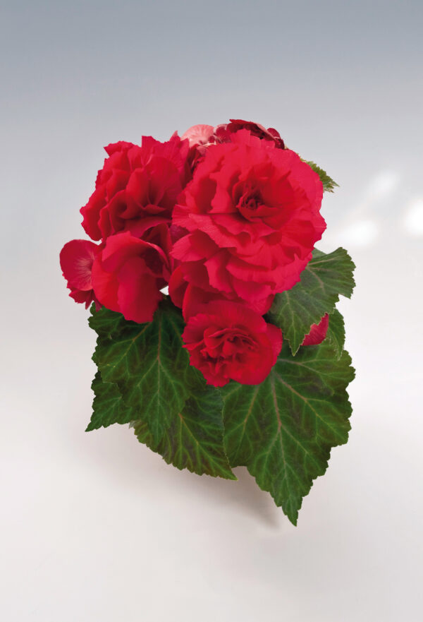 Begonia Tuberous - Non Stop F1- Deep Rose Pellets - Image 2