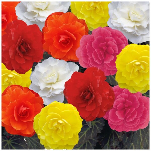 Begonia Tuberous - Non Stop Mocca F1- Mixed Pellets - Image 3
