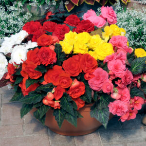 Begonia Tuberous - Non Stop Mocca F1- Mixed Pellets