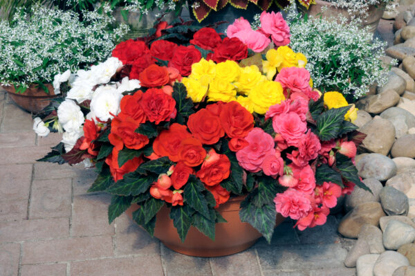 Begonia Tuberous - Non Stop Mocca F1- Mixed Pellets