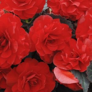 Begonia Tuberous - Non Stop Mocca F1 - Red Pellets