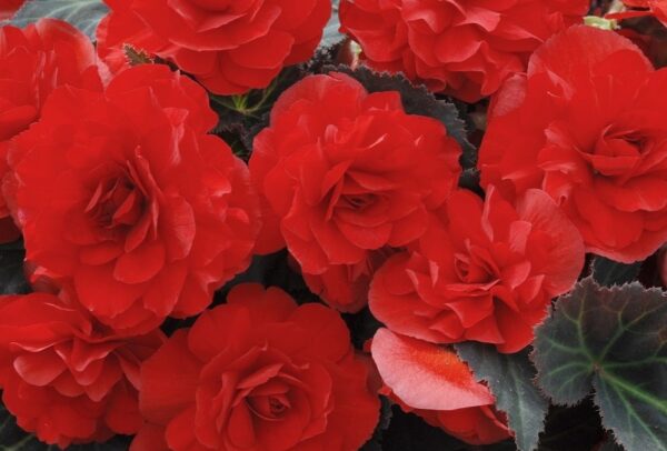 Begonia Tuberous - Non Stop Mocca F1 - Red Pellets