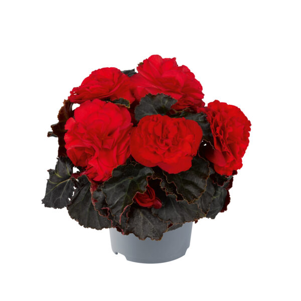 Begonia Tuberous - Non Stop Mocca F1 - Red Pellets - Image 2