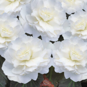 Begonia Tuberous - Non Stop Mocca F1- White Pellets