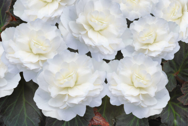 Begonia Tuberous - Non Stop Mocca F1- White Pellets