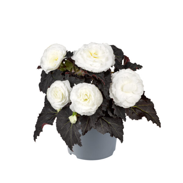 Begonia Tuberous - Non Stop Mocca F1- White Pellets - Image 3