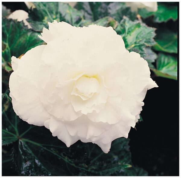 Begonia Tuberous - Non Stop F1- White Pellets - Image 2