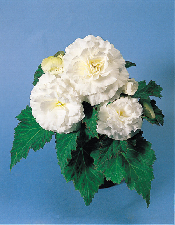Begonia Tuberous - Non Stop F1- White Pellets - Image 3