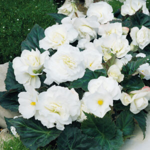 Begonia Tuberous - Non Stop F1- White Pellets