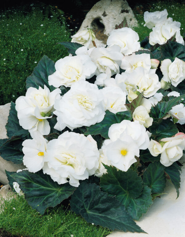 Begonia Tuberous - Non Stop F1- White Pellets