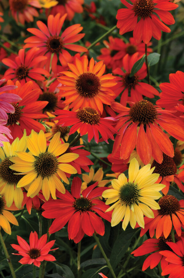 Echinacea Coneflower - Cheyenne Spirits - Image 2