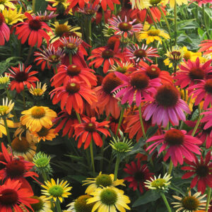 Echinacea Coneflower - Cheyenne Spirits