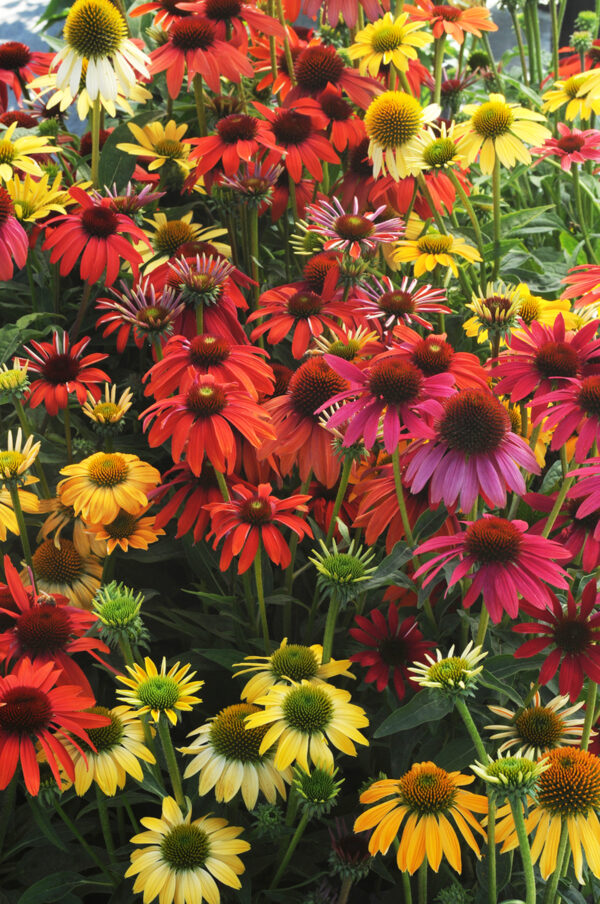 Echinacea Coneflower - Cheyenne Spirits