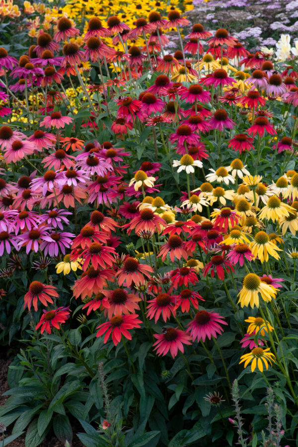 Echinacea Coneflower - Cheyenne Spirits - Image 3