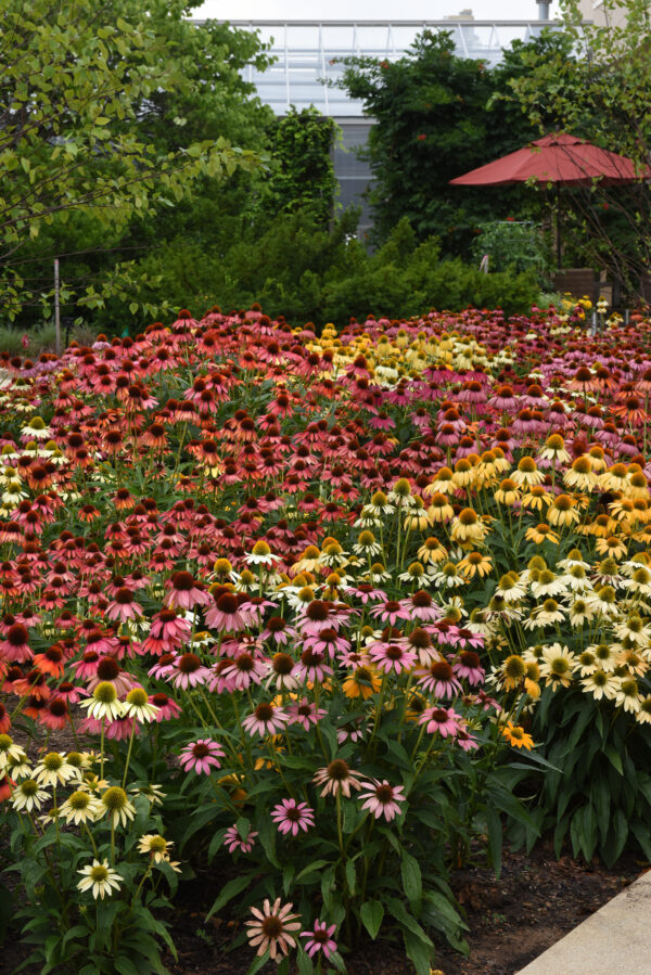 Echinacea Coneflower - Cheyenne Spirits - Image 4
