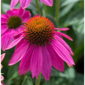 Echinacea Coneflower - Pow Wow Wild Berry - Perennial Flower