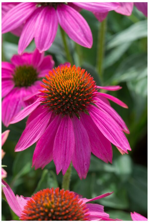 Echinacea Coneflower - Pow Wow Wild Berry - Perennial Flower