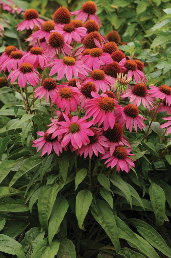Echinacea Coneflower - Pow Wow Wild Berry - Perennial Flower - Image 2