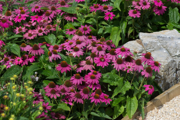 Echinacea Coneflower - Pow Wow Wild Berry - Perennial Flower - Image 4