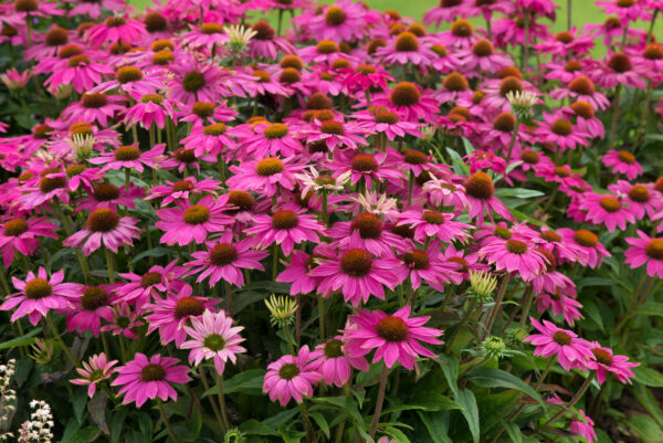 Echinacea Coneflower - Pow Wow Wild Berry - Perennial Flower - Image 3