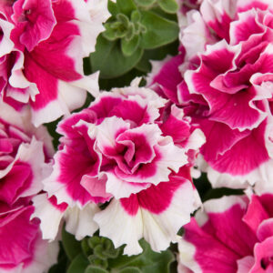 Petunia Grandiflora F1 Double Pirouette Pink