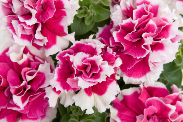Petunia Grandiflora F1 Double Pirouette Pink