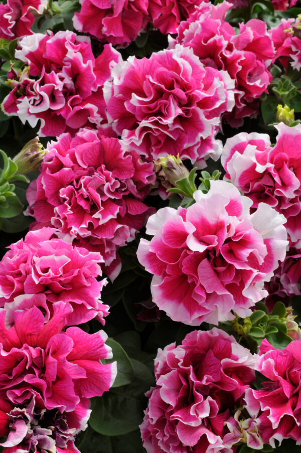 Petunia Grandiflora F1 Double Pirouette Pink - Image 2