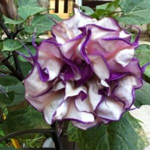 Datura Metel - Double Purple