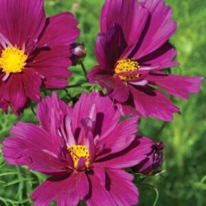 Cosmos Bipinnatus Fizzy Purple